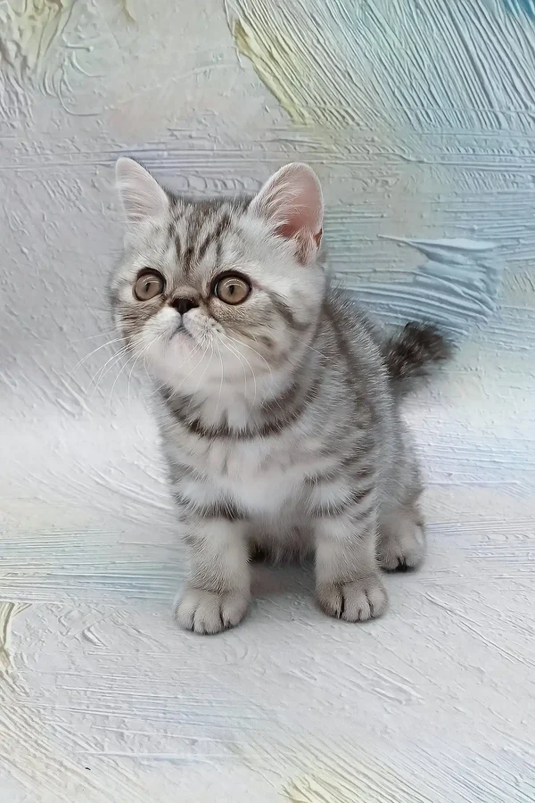 da-vinchi-exotic-shorthair-kitten-550_600x