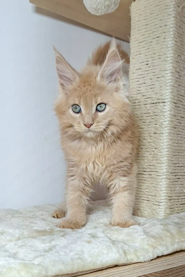 nando-maine-coon-kitten-giant-kittens-sale-113_600x