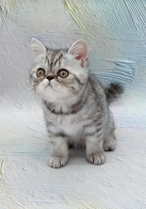 da-vinchi-exotic-shorthair-kitten-550_600x