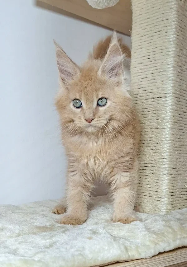 nando-maine-coon-kitten-giant-kittens-sale-113_600x